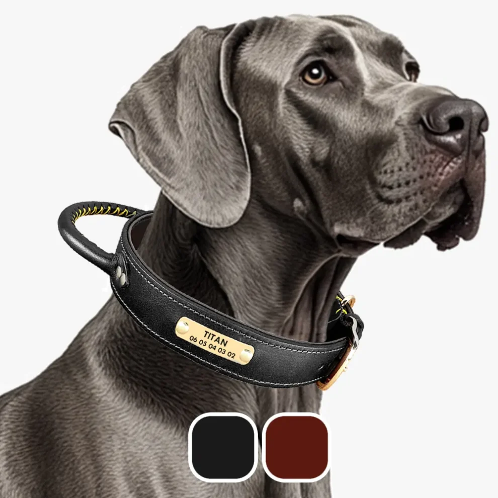 Labrador noir : caractère, génétique, santé et prix Collier en cuir personnalisé avec gravure du nom, adapté à un grand chien comme le labrador