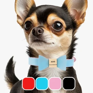 collier chien personnalisable style poly 4 couleurs