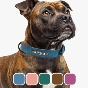 Collier Chien Personnalisé 5 couleurs et 5 tailles
