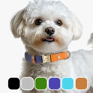 Collier Personnalisé Chien Art de Cuir & Nylon 6 couleurs