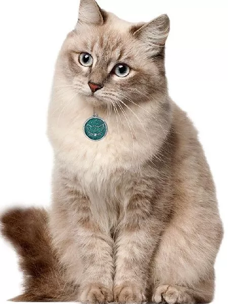 Médaille chat