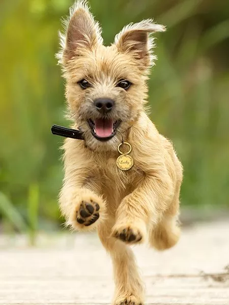Médaille chien