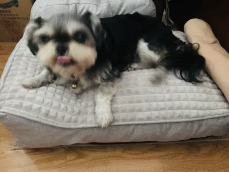 <p style="font-weight: 400;"> Donnez à votre canin le summum du confort avec notre coussin pour grand chien. </p> <p style="font-weight: 400;"><span style="font-weight: 400;"> La peluche avec rembourrage en coton PP hyper épais est conçu pour créer les belles tendresses, les douceurs optimales et les meilleurs apaisements pour lui. Le choix entre 4 tailles s’adapte à presque toutes les races des chiens. </span> [cg_accordion title="Matériau"] Peluche + Coton PP [/cg_accordion] [cg_accordion title="Avantage"]</p> <ul style="font-weight: 400;"> <li>Il s’agit d’un lit & coussin pour chien XXL polyvalent pour tous les moments de détente & de joie (dormir/faire une sieste/se relaxer/s’amuser...) </li> <li>Peluche avec remplissage de coton PP épais assure un confort ultime et une douceur optimale </li> <li>Design avec accoudoir pour une touche confortable supplémentaire </li> <li>4 tailles au choix pour s’adapter à toutes les races de chiens </li> <li>Housse amovible pour entretien facile [/cg_accordion] [custom_combined_shortcode title=" Guide de tailles" id="29869"] [cg_accordion title="Livraison"] Livraison dans un délai de 7 à 28 jours ouvrables dès votre commande validée. <span lang="FR"> </span>[/cg_accordion][cg_accordion title="Retour"] En cas d’insatisfaction, vous avez 14 jours à partir de la réception pour demande un retour. [/cg_accordion]</li> </ul>
