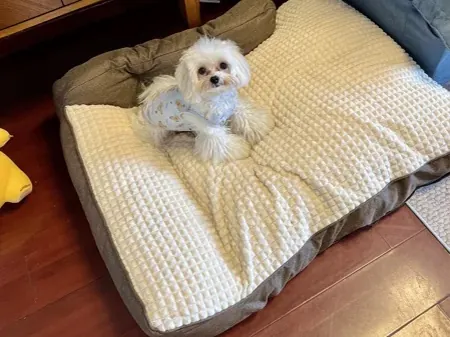 <p style="font-weight: 400;"> Donnez à votre canin le summum du confort avec notre coussin pour grand chien. </p> <p style="font-weight: 400;"><span style="font-weight: 400;"> La peluche avec rembourrage en coton PP hyper épais est conçu pour créer les belles tendresses, les douceurs optimales et les meilleurs apaisements pour lui. Le choix entre 4 tailles s’adapte à presque toutes les races des chiens. </span> [cg_accordion title="Matériau"] Peluche + Coton PP [/cg_accordion] [cg_accordion title="Avantage"]</p> <ul style="font-weight: 400;"> <li>Il s’agit d’un lit & coussin pour chien XXL polyvalent pour tous les moments de détente & de joie (dormir/faire une sieste/se relaxer/s’amuser...) </li> <li>Peluche avec remplissage de coton PP épais assure un confort ultime et une douceur optimale </li> <li>Design avec accoudoir pour une touche confortable supplémentaire </li> <li>4 tailles au choix pour s’adapter à toutes les races de chiens </li> <li>Housse amovible pour entretien facile [/cg_accordion] [custom_combined_shortcode title=" Guide de tailles" id="29869"] [cg_accordion title="Livraison"] Livraison dans un délai de 7 à 28 jours ouvrables dès votre commande validée. <span lang="FR"> </span>[/cg_accordion][cg_accordion title="Retour"] En cas d’insatisfaction, vous avez 14 jours à partir de la réception pour demande un retour. [/cg_accordion]</li> </ul>