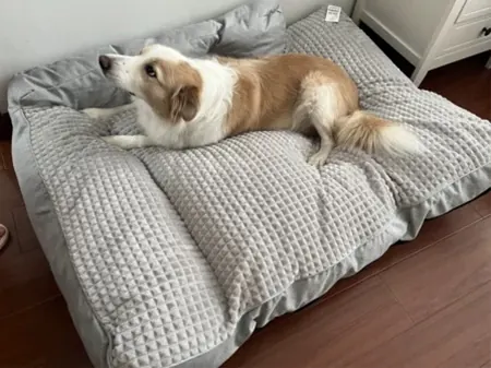 <p style="font-weight: 400;"> Donnez à votre canin le summum du confort avec notre coussin pour grand chien. </p> <p style="font-weight: 400;"><span style="font-weight: 400;"> La peluche avec rembourrage en coton PP hyper épais est conçu pour créer les belles tendresses, les douceurs optimales et les meilleurs apaisements pour lui. Le choix entre 4 tailles s’adapte à presque toutes les races des chiens. </span> [cg_accordion title="Matériau"] Peluche + Coton PP [/cg_accordion] [cg_accordion title="Avantage"]</p> <ul style="font-weight: 400;"> <li>Il s’agit d’un lit & coussin pour chien XXL polyvalent pour tous les moments de détente & de joie (dormir/faire une sieste/se relaxer/s’amuser...) </li> <li>Peluche avec remplissage de coton PP épais assure un confort ultime et une douceur optimale </li> <li>Design avec accoudoir pour une touche confortable supplémentaire </li> <li>4 tailles au choix pour s’adapter à toutes les races de chiens </li> <li>Housse amovible pour entretien facile [/cg_accordion] [custom_combined_shortcode title=" Guide de tailles" id="29869"] [cg_accordion title="Livraison"] Livraison dans un délai de 7 à 28 jours ouvrables dès votre commande validée. <span lang="FR"> </span>[/cg_accordion][cg_accordion title="Retour"] En cas d’insatisfaction, vous avez 14 jours à partir de la réception pour demande un retour. [/cg_accordion]</li> </ul>