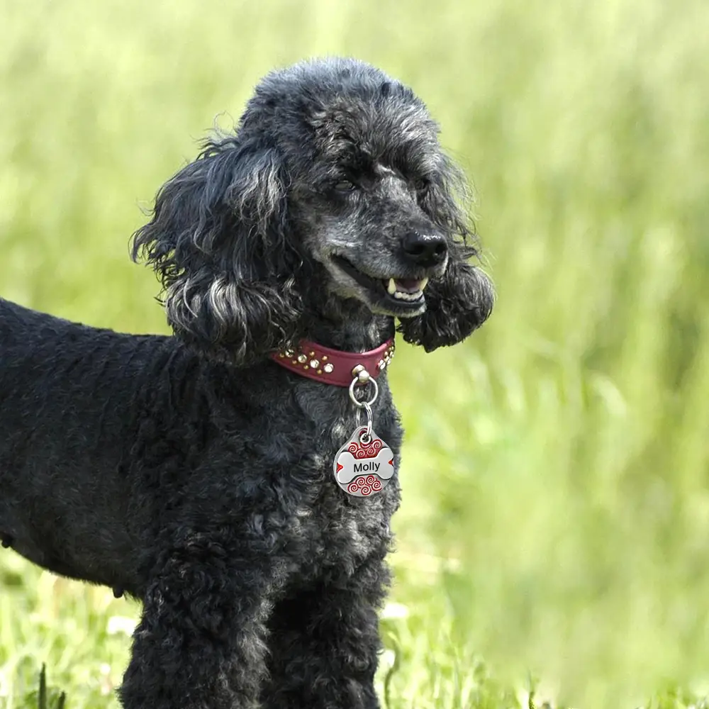 <p style="font-weight: 400;">Offrez à votre fidèle canin une médaille pour chien sur mesure.</p> <p style="font-weight: 400;"><span style="font-weight: 400;">Cela crée votre déclaration d’amour ! Son design en duo vous permet de personnaliser son nom dans un cadre d’os très mignon à la face et vos coordonnées au verso. C’est une fusion parfaite entre style et sécurité. </span> [cg_accordion title="Matériau"] Inox [/cg_accordion] [cg_accordion title="Avantage"]</p> <ul style="font-weight: 400;"> <li>Exprimez votre amour canin avec cette médaille chien, un bijou personnalisé à porter partout</li> <li>Design en duo présente une déco sympathique à l’avant et une protection affectueuse à l’arrière</li> <li>Vos coordonnées offrent une seconde chance permettant aux gens de vous contacter en cas de besoin</li> <li>Un grand choix de couleur pour s’adapter à la beauté, au sexe, au caractère et aux poils de votre chien [/cg_accordion] [cg_accordion title="Taille"] 25mm en Diamètre [/cg_accordion] [cg_accordion title="Livraison"] Veuillez noter qu’il s’agit d’un produit personnalisé. La livraison s’effectuera donc dans un délai de 7 à 28 jours ouvrables dès la validation de votre commande. <span lang="FR"> </span>[/cg_accordion][cg_accordion title="Retour"] Si, pour quelque raison que ce soit, vous n'êtes pas pleinement satisfait, une demande de retour serait possible dans les 14 jours suivant la réception. (les produits personnalisés ne sont pas couverts par cette politique de retour et de remboursement).[/cg_accordion]</li> </ul>