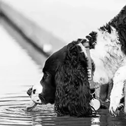 <p style="font-weight: 400;">Cette gourde pour chien, vous permet d’offrir à votre canin une belle aventure pour explorer le monde avec vous !</p> <p style="font-weight: 400;"><span style="font-weight: 400;"> Que ce soit pour une promenade dans le quartier, une escapade à la compagne, une virée au marché ou simplement pour un canicross, son design de deux compartiments optionnels vous encourage à emporter à la fois de l’eau et des croquettes, procurant son pur bonheur en plein air ! </span> [cg_accordion title="Matériau"] PP Alimentaire [/cg_accordion] [cg_accordion title="Avantage"]</p> <ul style="font-weight: 400;"> <li>Cette gourde chien est fonctionnelle en toutes occasions quotidiennes en plein air</li> <li>Polyvalente et optionnelle en double compartiment pour emmener à la fois de l’eau et de la nourriture selon vos besoins</li> <li>Évier intégré permet à votre chien de boire facilement dehors</li> <li>Dotée d’un système de fermeture tournant pour contrôler le flux d’eau</li> <li>PC alimentaire pour une utilisation durable en toute sécurité</li> <li>Pièces démontables pour un entretien pratique [/cg_accordion] [custom_combined_shortcode title=" Guide de tailles" id="36030"] [cg_accordion title="Livraison"] La livraison s’effectuera dans un délai de 7 à 28 jours ouvrables dès la validation de votre commande. <span lang="FR"> </span>[/cg_accordion][cg_accordion title="Retour"] Si, pour quelque raison que ce soit, vous n'êtes pas pleinement satisfait, une demande de retour serait possible dans les 14 jours suivant la réception.[/cg_accordion]</li> </ul>