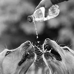 <p style="font-weight: 400;">Cette gourde pour chien, vous permet d’offrir à votre canin une belle aventure pour explorer le monde avec vous !</p> <p style="font-weight: 400;"><span style="font-weight: 400;"> Que ce soit pour une promenade dans le quartier, une escapade à la compagne, une virée au marché ou simplement pour un canicross, son design de deux compartiments optionnels vous encourage à emporter à la fois de l’eau et des croquettes, procurant son pur bonheur en plein air ! </span> [cg_accordion title="Matériau"] PP Alimentaire [/cg_accordion] [cg_accordion title="Avantage"]</p> <ul style="font-weight: 400;"> <li>Cette gourde chien est fonctionnelle en toutes occasions quotidiennes en plein air</li> <li>Polyvalente et optionnelle en double compartiment pour emmener à la fois de l’eau et de la nourriture selon vos besoins</li> <li>Évier intégré permet à votre chien de boire facilement dehors</li> <li>Dotée d’un système de fermeture tournant pour contrôler le flux d’eau</li> <li>PC alimentaire pour une utilisation durable en toute sécurité</li> <li>Pièces démontables pour un entretien pratique [/cg_accordion] [custom_combined_shortcode title=" Guide de tailles" id="36030"] [cg_accordion title="Livraison"] La livraison s’effectuera dans un délai de 7 à 28 jours ouvrables dès la validation de votre commande. <span lang="FR"> </span>[/cg_accordion][cg_accordion title="Retour"] Si, pour quelque raison que ce soit, vous n'êtes pas pleinement satisfait, une demande de retour serait possible dans les 14 jours suivant la réception.[/cg_accordion]</li> </ul>