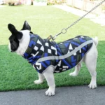 Bouledogue français élégant en veste colorée, profitant dune promenade dans un jardin verdoyant.