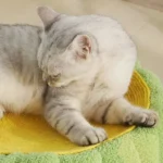 Chat paisible sur un lit coloré et confortable, illustrant le bonheur des animaux de compagnie.