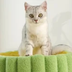 Chat curieux avec un pelage argenté sur un coussin confortable et coloré.