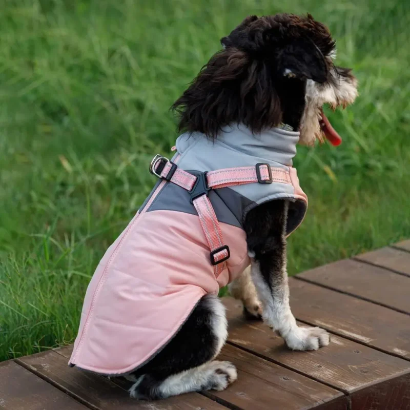 Chien heureux en extérieur, portant un manteau stylé, sur une surface en bois.