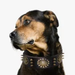 Chien majestueux avec collier en cuir élégant, sur fond blanc minimaliste.