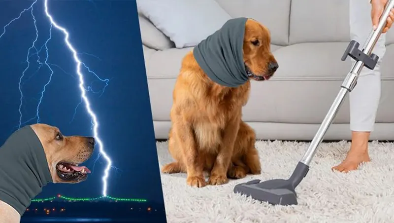 <p style="font-weight: 400;">Offrez à votre canin une protection complète avec notre snood chien polyvalent. </p> <p style="font-weight: 400;"><span style="font-weight: 400;">Que ce soit pour apaiser pendant le séchage, pour protéger contre le bruit ou pour maintenir les oreilles en place, il est essentiel pour toutes les occasions. </span> [cg_accordion title="Matériau"] Polyester [/cg_accordion] [cg_accordion title="Avantage"]</p> <ul style="font-weight: 400;"> <li>Ce snood chien peut protéger et maintenir les oreilles de votre canin en place pendant ses activités </li> <li>Polyvalent pour être utilisé comme cache-oreilles anti-bruit et résistant au froid </li> <li>Polyester souple assure une élasticité confortable, une sensation douce et une respirabilité optimale </li> <li>Bord allongé améliore la circulation de l’air, offrant une respirabilité parfaite [/cg_accordion] [custom_combined_shortcode title=" Guide de tailles" id="34939"] [cg_accordion title="Livraison"] La livraison s’effectuera dans un délai de 7 à 28 jours ouvrables dès la validation de votre commande. <span lang="FR"> </span>[/cg_accordion][cg_accordion title="Retour"] Si, pour quelque raison que ce soit, vous n'êtes pas pleinement satisfait, une demande de retour serait possible dans les 14 jours suivant la réception.[/cg_accordion]</li> </ul>