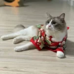 Chat blanc détendu en tenue rouge à fleurs, yeux bleus, sur parquet chaleureux.