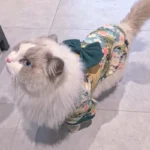 Chat élégant aux yeux bleus, vêtu dune tenue colorée, sur un sol carrelé.