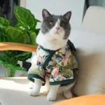 Chat gris en tenue florale sur canapé, avec plante verte en arrière-plan.