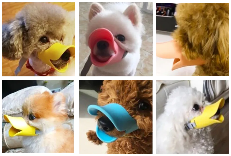 <p class="whitespace-normal break-words">Cette muselière pour chien au design original de bec de canard transforme une nécessité de sécurité en accessoire charmant. Conçue pour les propriétaires soucieux du bien-être de leur animal et de l'entourage, elle répond aux besoins de protection tout en préservant le confort de votre compagnon.</p> <p class="whitespace-normal break-words">L'originalité de sa forme attire naturellement l'attention et suscite des réactions positives, contrairement aux muselières traditionnelles souvent perçues négativement. Votre chien devient ainsi le centre d'attention pour de bonnes raisons.</p> <p style="font-weight: 400;">[cg_accordion title="Matériau"]</p> <p class="whitespace-normal break-words">Silicone médical + Sangles en nylon renforcé</p> <p class="whitespace-normal break-words">Le silicone de qualité médicale offre une flexibilité optimale et une résistance aux morsures, tout en restant doux au contact de la peau. Les sangles en nylon garantissent une solidité durable et un ajustement précis.</p> <p class="whitespace-normal break-words">La conception ventilée permet une respiration naturelle et évite l'accumulation de condensation, problème fréquent avec les muselières fermées.</p> <p style="font-weight: 400;">[/cg_accordion] [cg_accordion title="Avantage"]</p> <ul style="font-weight: 400;"> <li> <p class="whitespace-normal break-words"><strong>Sécurité renforcée</strong></p> <ul class="[&:not(:last-child)_ul]:pb-1 [&:not(:last-child)_ol]:pb-1 list-disc space-y-1.5 pl-7"> <li class="whitespace-normal break-words">Prévient efficacement les morsures lors des consultations vétérinaires</li> <li class="whitespace-normal break-words">Empêche l'ingestion d'objets dangereux en promenade</li> <li class="whitespace-normal break-words">Réduit les aboiements excessifs dans les lieux publics</li> <li class="whitespace-normal break-words">Facilite les soins et manipulations nécessaires</li> </ul> <p class="whitespace-normal break-words"><strong>Confort optimal</strong></p> <ul class="[&:not(:last-child)_ul]:pb-1 [&:not(:last-child)_ol]:pb-1 list-disc space-y-1.5 pl-7"> <li class="whitespace-normal break-words">Ouverture frontale permettant de boire sans retirer la muselière</li> <li class="whitespace-normal break-words">Matériau souple s'adaptant à la morphologie du museau</li> <li class="whitespace-normal break-words">Système de boucle rapide pour un enfilage sans stress</li> <li class="whitespace-normal break-words">Sangles ajustables pour un maintien personnalisé</li> </ul> <p class="whitespace-normal break-words"><strong>Design attractif</strong></p> <ul class="[&:not(:last-child)_ul]:pb-1 [&:not(:last-child)_ol]:pb-1 list-disc space-y-1.5 pl-7"> <li class="whitespace-normal break-words">Forme de bec de canard créant un effet visuel amusant</li> <li class="whitespace-normal break-words">Couleur vive qui transforme l'image de la muselière</li> <li class="whitespace-normal break-words">Réactions positives du public et des autres propriétaires</li> <li class="whitespace-normal break-words">Idéal pour les séances photo et réseaux sociaux</li> </ul> [/cg_accordion] [custom_combined_shortcode title=" Guide de tailles" id="36808"] [cg_accordion title="Utilisation et Conseils Pratiques"] <p class="whitespace-normal break-words"><strong>Première utilisation :</strong> Laissez votre chien renifler et découvrir la muselière avant de l'enfiler. Récompensez-le avec des friandises pour créer une association positive.</p> <p class="whitespace-normal break-words"><strong>Port progressif :</strong></p> <ul class="[&:not(:last-child)_ul]:pb-1 [&:not(:last-child)_ol]:pb-1 list-disc space-y-1.5 pl-7"> <li class="whitespace-normal break-words">Jour 1-2 : 5-10 minutes avec récompenses</li> <li class="whitespace-normal break-words">Jour 3-5 : 15-20 minutes pendant des activités calmes</li> <li class="whitespace-normal break-words">Jour 6+ : Port normal selon les besoins</li> </ul> <p class="whitespace-normal break-words"><strong>Situations d'utilisation recommandées :</strong></p> <ul class="[&:not(:last-child)_ul]:pb-1 [&:not(:last-child)_ol]:pb-1 list-disc space-y-1.5 pl-7"> <li class="whitespace-normal break-words">Visites vétérinaires et soins</li> <li class="whitespace-normal break-words">Promenades dans des zones sensibles</li> <li class="whitespace-normal break-words">Transport en commun</li> <li class="whitespace-normal break-words">Rencontres avec d'autres animaux</li> <li class="whitespace-normal break-words">Période de convalescence</li> </ul> [/cg_accordion] [cg_accordion title="Entretien et Durabilité"] <p class="whitespace-normal break-words"><strong>Nettoyage quotidien :</strong> Rincez à l'eau tiède après chaque utilisation. Le silicone se nettoie facilement avec un savon doux.</p> <p class="whitespace-normal break-words"><strong>Désinfection hebdomadaire :</strong> Utilisez une solution désinfectante adaptée aux accessoires pour animaux. Laissez sécher complètement avant le rangement.</p> <p class="whitespace-normal break-words"><strong>Contrôle d'usure :</strong> Vérifiez régulièrement l'état des sangles et des points d'attache. Remplacez si des signes d'usure apparaissent.</p> <p class="whitespace-normal break-words"><strong>Durée de vie :</strong> Avec un entretien approprié, cette muselière conserve ses propriétés pendant 12 à 18 mois d'utilisation régulière.</p> [/cg_accordion][cg_accordion title="Livraison"] La livraison s’effectuera dans un délai de 7 à 28 jours ouvrables dès la validation de votre commande. <span lang="FR"> </span>[/cg_accordion][cg_accordion title="Retour"] Si, pour quelque raison que ce soit, vous n'êtes pas pleinement satisfait, une demande de retour serait possible dans les 14 jours suivant la réception.[/cg_accordion]</li> </ul>