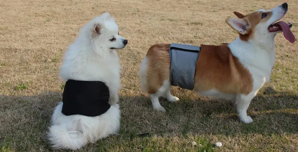 <p style="font-weight: 400;">Cette couche pour chien mâle, vous permet de protéger votre canin avec un confort hygiénique. </p> <p style="font-weight: 400;"><span style="font-weight: 400;"> Que ce soit pour gérer l’incontinence ou pour les promenades pendant la période de chaleur, sa haute absorption avec différents motifs crée un soin confortable et un look adorable, attirant beaucoup d’amour de la part des autres. </span> [cg_accordion title="Matériau"] Polyester [/cg_accordion] [cg_accordion title="Avantage"]</p> <ul style="font-weight: 400;"> <li>Il s’agit des couches pour chien mâle en lot de 3, parfaites pour l’incontinence et les promenades, créant un look amical </li> <li>Doublure à haute absorption offrant un confort optimal et une respirabilité ultime </li> <li>Doté d’une fermeture auto-agrippant, il pourra d’être facile à presser ensemble ou se détacher, ainsi ajustable en fonction de tour de son ventre </li> <li>Design élastique au ventre pour une prévention des fuites latérales sans serrer [/cg_accordion] [custom_combined_shortcode title=" Guide de tailles" id="36907"] [cg_accordion title="Livraison"] La livraison s’effectuera dans un délai de 7 à 28 jours ouvrables dès la validation de votre commande. <span lang="FR"> </span>[/cg_accordion][cg_accordion title="Retour"] Si, pour quelque raison que ce soit, vous n'êtes pas pleinement satisfait, une demande de retour serait possible dans les 14 jours suivant la réception.[/cg_accordion]</li> </ul>