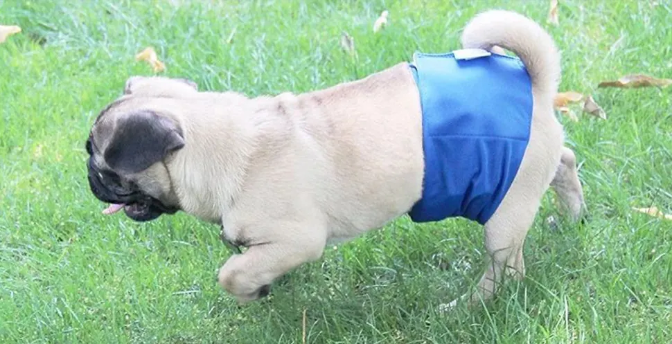 <p style="font-weight: 400;">Cette couche pour chien mâle, vous permet de protéger votre canin avec un confort hygiénique. </p> <p style="font-weight: 400;"><span style="font-weight: 400;"> Que ce soit pour gérer l’incontinence ou pour les promenades pendant la période de chaleur, sa haute absorption avec différents motifs crée un soin confortable et un look adorable, attirant beaucoup d’amour de la part des autres. </span> [cg_accordion title="Matériau"] Polyester [/cg_accordion] [cg_accordion title="Avantage"]</p> <ul style="font-weight: 400;"> <li>Il s’agit des couches pour chien mâle en lot de 3, parfaites pour l’incontinence et les promenades, créant un look amical </li> <li>Doublure à haute absorption offrant un confort optimal et une respirabilité ultime </li> <li>Doté d’une fermeture auto-agrippant, il pourra d’être facile à presser ensemble ou se détacher, ainsi ajustable en fonction de tour de son ventre </li> <li>Design élastique au ventre pour une prévention des fuites latérales sans serrer [/cg_accordion] [custom_combined_shortcode title=" Guide de tailles" id="36907"] [cg_accordion title="Livraison"] La livraison s’effectuera dans un délai de 7 à 28 jours ouvrables dès la validation de votre commande. <span lang="FR"> </span>[/cg_accordion][cg_accordion title="Retour"] Si, pour quelque raison que ce soit, vous n'êtes pas pleinement satisfait, une demande de retour serait possible dans les 14 jours suivant la réception.[/cg_accordion]</li> </ul>