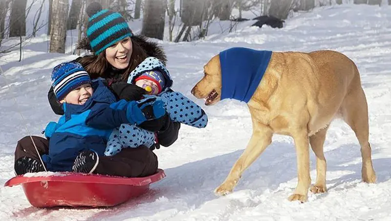 <p style="font-weight: 400;">Offrez à votre canin une protection complète avec notre snood chien polyvalent. </p> <p style="font-weight: 400;"><span style="font-weight: 400;">Que ce soit pour apaiser pendant le séchage, pour protéger contre le bruit ou pour maintenir les oreilles en place, il est essentiel pour toutes les occasions. </span> [cg_accordion title="Matériau"] Polyester [/cg_accordion] [cg_accordion title="Avantage"]</p> <ul style="font-weight: 400;"> <li>Ce snood chien peut protéger et maintenir les oreilles de votre canin en place pendant ses activités </li> <li>Polyvalent pour être utilisé comme cache-oreilles anti-bruit et résistant au froid </li> <li>Polyester souple assure une élasticité confortable, une sensation douce et une respirabilité optimale </li> <li>Bord allongé améliore la circulation de l’air, offrant une respirabilité parfaite [/cg_accordion] [custom_combined_shortcode title=" Guide de tailles" id="34939"] [cg_accordion title="Livraison"] La livraison s’effectuera dans un délai de 7 à 28 jours ouvrables dès la validation de votre commande. <span lang="FR"> </span>[/cg_accordion][cg_accordion title="Retour"] Si, pour quelque raison que ce soit, vous n'êtes pas pleinement satisfait, une demande de retour serait possible dans les 14 jours suivant la réception.[/cg_accordion]</li> </ul>