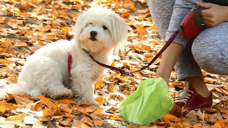 <p style="font-weight: 400;">Notre sac ramasse crotte chien, vous permet de profiter de chaque promenade avec votre canin sans soucis ! </p> <p style="font-weight: 400;"><span style="font-weight: 400;"> Que ce soit pour une balade dans le quartier, une escapade à la compagne ou une virée au marché, il vous assure tranquillité d’esprit et propreté. Adoptez une démarche responsable tout en prenant soin de notre planète ! </span> [cg_accordion title="Matériau"] PEHD biodégradable [/cg_accordion] [cg_accordion title="Avantage"]</p> <ul style="font-weight: 400;"> <li>Il s'agit d'un ensemble de distributeur et des sachets crottes chien, disponibles en lot de 60, 120 et 240, protégeant toutes vos sorties en plein air </li> <li>Design étanche est facile à déchirer </li> <li>PEHD recyclable et biodégradable rend une extra résistance et un respect de l’environnement </li> <li>Conception anti-odeurs pour un transport propre sans désagréments [/cg_accordion] [custom_combined_shortcode title=" Guide de tailles" id="36647"] [cg_accordion title="Livraison"] La livraison s’effectuera dans un délai de 7 à 28 jours ouvrables dès la validation de votre commande. <span lang="FR"> </span>[/cg_accordion][cg_accordion title="Retour"] Si, pour quelque raison que ce soit, vous n'êtes pas pleinement satisfait, une demande de retour serait possible dans les 14 jours suivant la réception.[/cg_accordion]</li> </ul>
