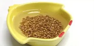 <p style="font-weight: 400;">Ce pot herbe à chat, vous permet d’inviter la nature chez vous !</p> <p style="font-weight: 400;"><span style="font-weight: 400;"> Grâce à la méthode hydroponique, il est idéal pour cultiver des plantes pour votre félin en toute simplicité. Son design à double couche sépare les herbes et l’eau, offrant une plante fraîche et saine et gardant votre intérieur propre et élégant. </span> [cg_accordion title="Matériau"] Plastique ABS [/cg_accordion] [cg_accordion title="Avantage"]</p> <ul style="font-weight: 400;"> <li>Ce pot hydroponique est pratique pour cultiver de l’herbe à chat (graine non incluse)</li> <li>Design à double couche pour une séparation optimale entre les plantes et l’eau, facilitant l’entretien quotidien</li> <li>Cultivation propre sans terre ni saleté [/cg_accordion] [custom_combined_shortcode title=" Guide de tailles" id="37101"] [cg_accordion title="Livraison"] La livraison s’effectuera dans un délai de 7 à 28 jours ouvrables dès la validation de votre commande. <span lang="FR"> </span>[/cg_accordion][cg_accordion title="Retour"] Si, pour quelque raison que ce soit, vous n'êtes pas pleinement satisfait, une demande de retour serait possible dans les 14 jours suivant la réception.[/cg_accordion]</li> </ul>