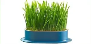 <p style="font-weight: 400;">Ce pot herbe à chat, vous permet d’inviter la nature chez vous !</p> <p style="font-weight: 400;"><span style="font-weight: 400;"> Grâce à la méthode hydroponique, il est idéal pour cultiver des plantes pour votre félin en toute simplicité. Son design à double couche sépare les herbes et l’eau, offrant une plante fraîche et saine et gardant votre intérieur propre et élégant. </span> [cg_accordion title="Matériau"] Plastique ABS [/cg_accordion] [cg_accordion title="Avantage"]</p> <ul style="font-weight: 400;"> <li>Ce pot hydroponique est pratique pour cultiver de l’herbe à chat (graine non incluse)</li> <li>Design à double couche pour une séparation optimale entre les plantes et l’eau, facilitant l’entretien quotidien</li> <li>Cultivation propre sans terre ni saleté [/cg_accordion] [custom_combined_shortcode title=" Guide de tailles" id="37101"] [cg_accordion title="Livraison"] La livraison s’effectuera dans un délai de 7 à 28 jours ouvrables dès la validation de votre commande. <span lang="FR"> </span>[/cg_accordion][cg_accordion title="Retour"] Si, pour quelque raison que ce soit, vous n'êtes pas pleinement satisfait, une demande de retour serait possible dans les 14 jours suivant la réception.[/cg_accordion]</li> </ul>