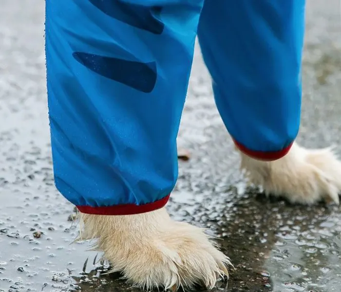<p style="font-weight: 400;">Cet imperméable pour grand chien, design de dinosaure, offre à votre canin une protection stylée contre les intempéries ! </p> <p style="font-weight: 400;"><span style="font-weight: 400;"> Que ce soit pour les escapades sous la pluie, une virée au marché par temps venteux ou simplement pour les séances photo à partager sur les réseaux, il protège votre chien de l’humidité et du sable mouillé, tout en attirant plein d’amour de la part des autres ! </span> [cg_accordion title="Matériau"] Polyester + Tissu Maillé [/cg_accordion] [cg_accordion title="Avantage"]</p> <ul style="font-weight: 400;"> <li>Cet imperméable pour chien, forme de dinosaure, crée un look super mignon à votre canin, attirant donc plein d’affection et d’attention de tous </li> <li> Polyvalent pour les promenades sous la pluie, les sorties dans intempéries ou simplement les sessions photo </li> <li>Body avec col haut, capuche, manches longues et enveloppe amovible de queue crée une protection optimale contre l’humidité et la saleté </li> <li>Design coupe-vent avec bande réfléchissante garantit une praticité et une sécurité, même dans l’obscurité </li> <li>Doté d’une partie réservée pour attacher une laisse </li> <li>Boutons pressions permettent une mise facile [/cg_accordion] [custom_combined_shortcode title=" Guide de tailles" id="37611"] [cg_accordion title="Livraison"] La livraison s’effectuera dans un délai de 7 à 28 jours ouvrables dès la validation de votre commande. <span lang="FR"> </span>[/cg_accordion][cg_accordion title="Retour"] Si, pour quelque raison que ce soit, vous n'êtes pas pleinement satisfait, une demande de retour serait possible dans les 14 jours suivant la réception.[/cg_accordion]</li> </ul>