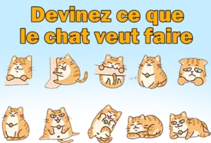 La signification des différents comportements et habitudes des chats