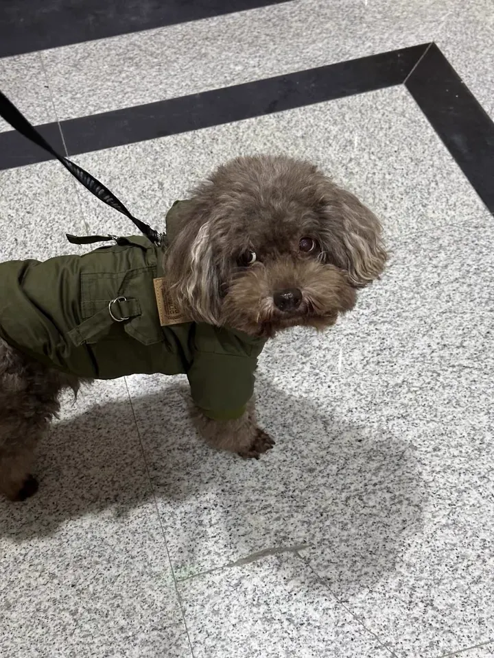 Manteau Pour Petit Chien À Capuche Schön photo review