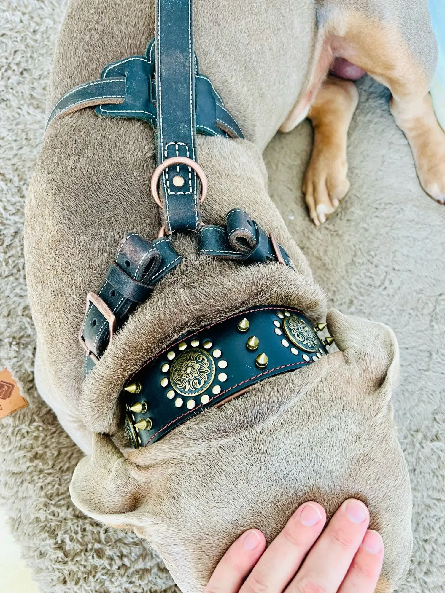 Collier en Cuir pour Chien Boho photo review