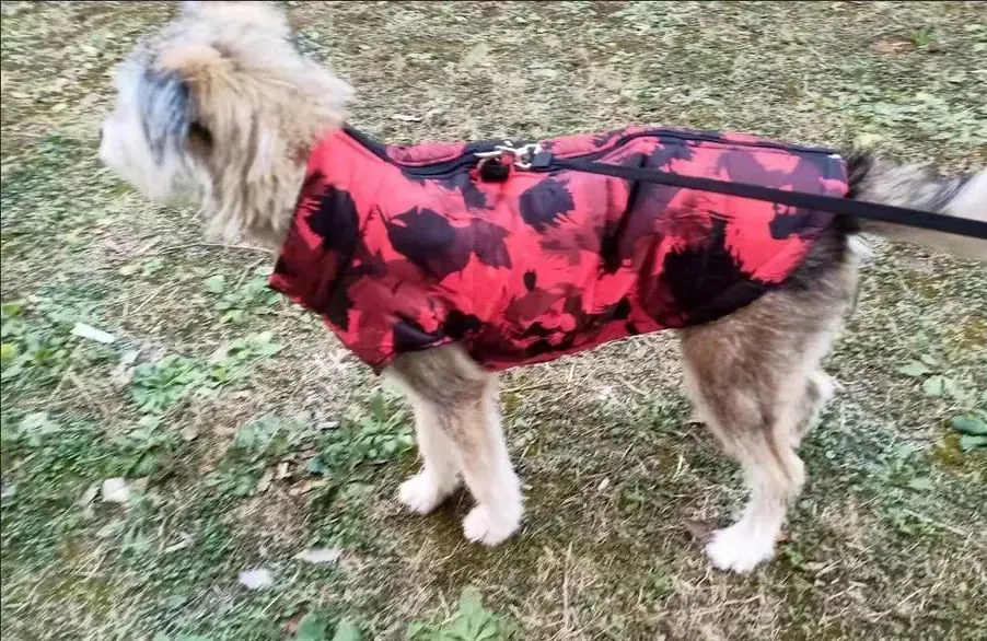 Manteau De Pluie Pour Chien Matka photo review