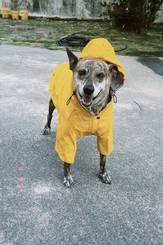 Manteau De Pluie Chien Gentle-Pet photo review