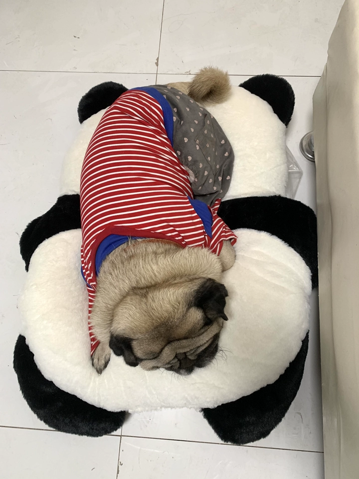 Coussin Pour Chien Panda photo review