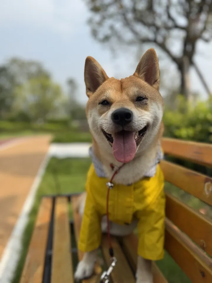 Manteau De Pluie Chien Gentle-Pet photo review