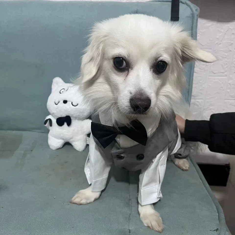 Ensemble Costume Chien Mariage photo review