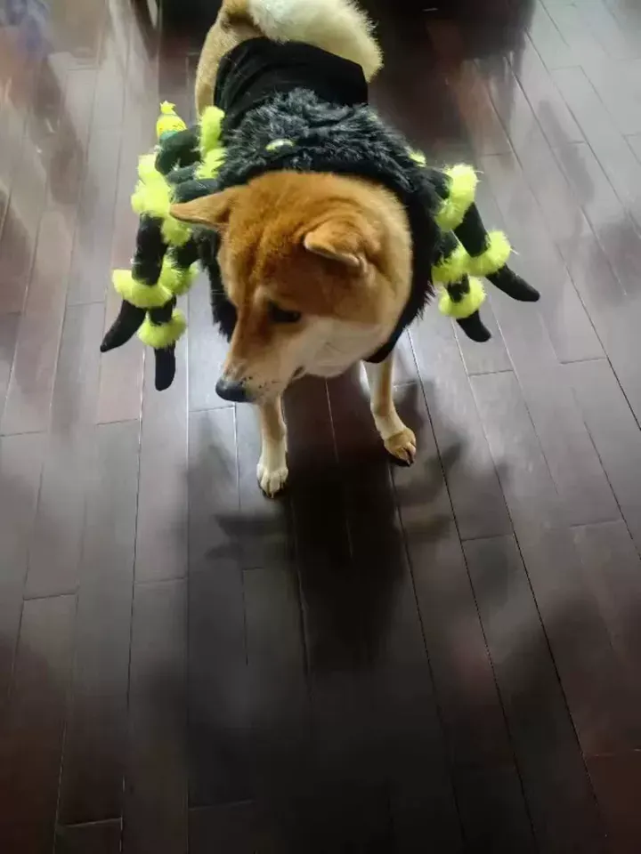 🕷️ Déguisement Araignée Pour Chien🕷️ photo review