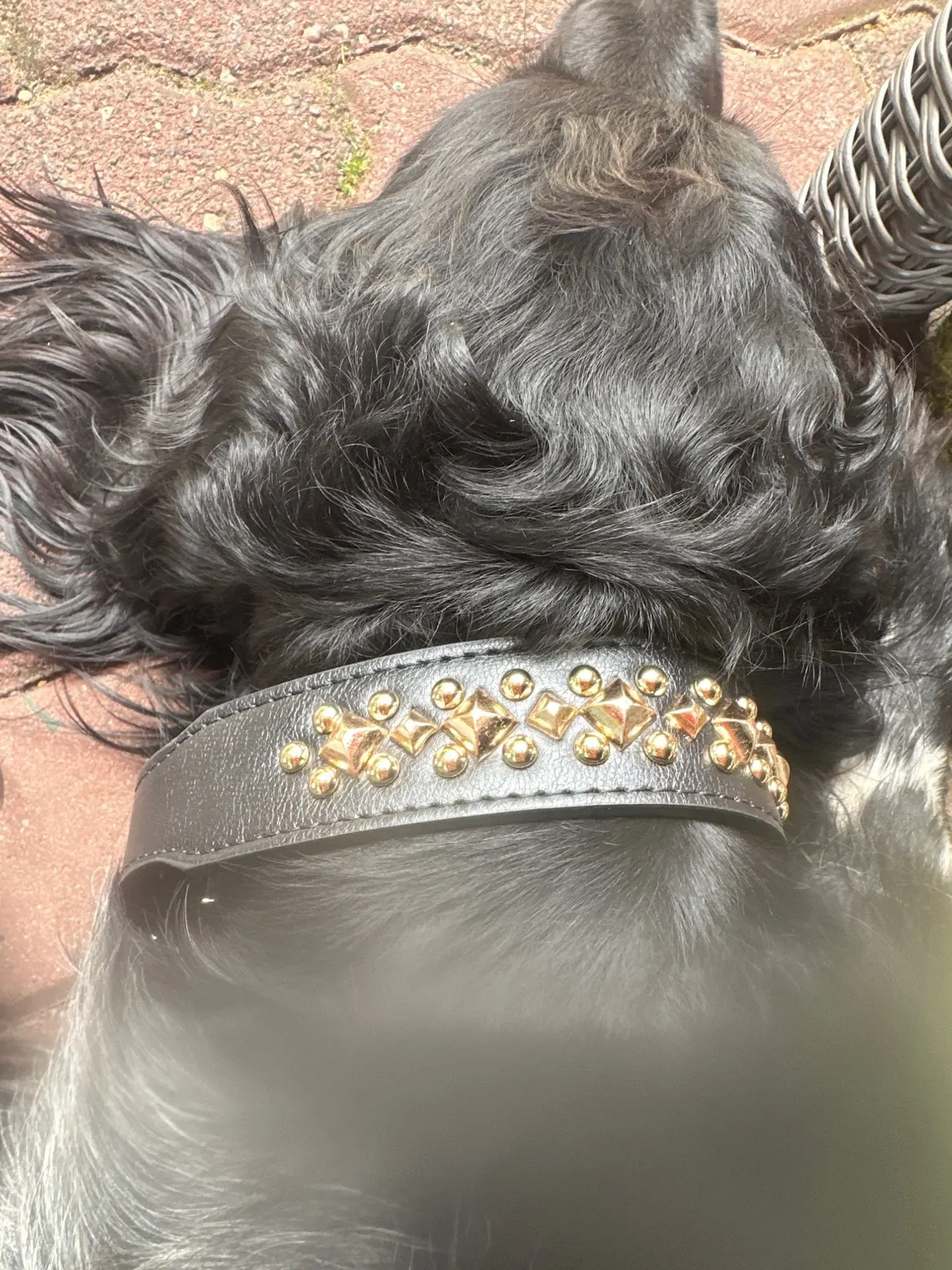 Collier pour Chien en Cuir Rock photo review