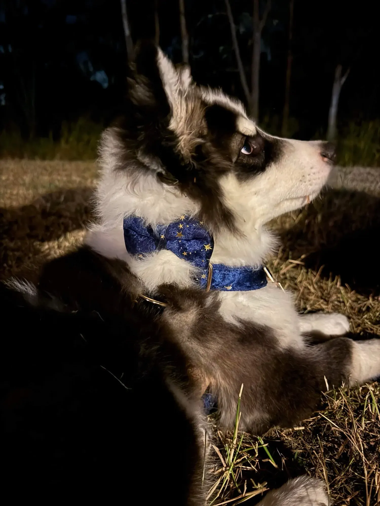 Laisse & Collier Chien Personnalisable Nœudou photo review