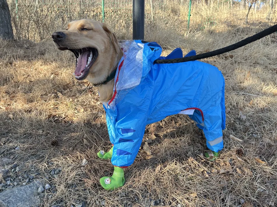 Imperméable Pour Grand Chien Dino photo review