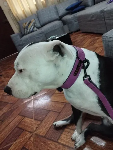 Collier Chien Cuir Personnalisable Beauty photo review