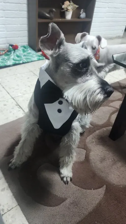 Harnais et Costume Mariage Pour Chien Bow Tie photo review