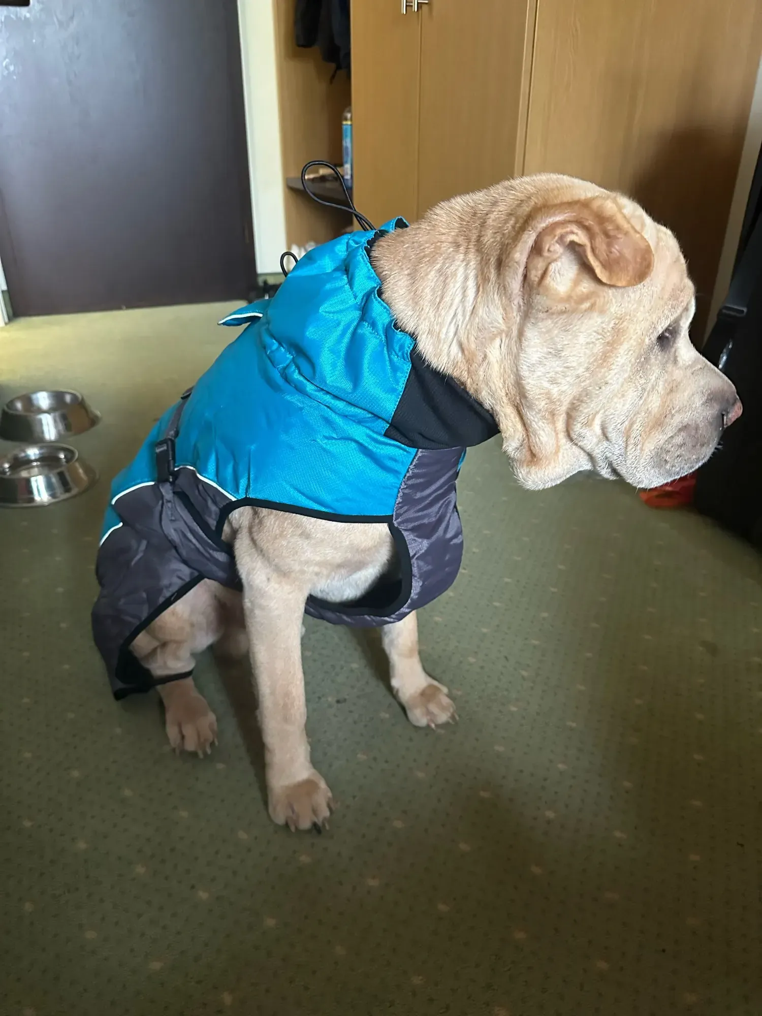 Manteau Imperméable Chien Äventyr photo review