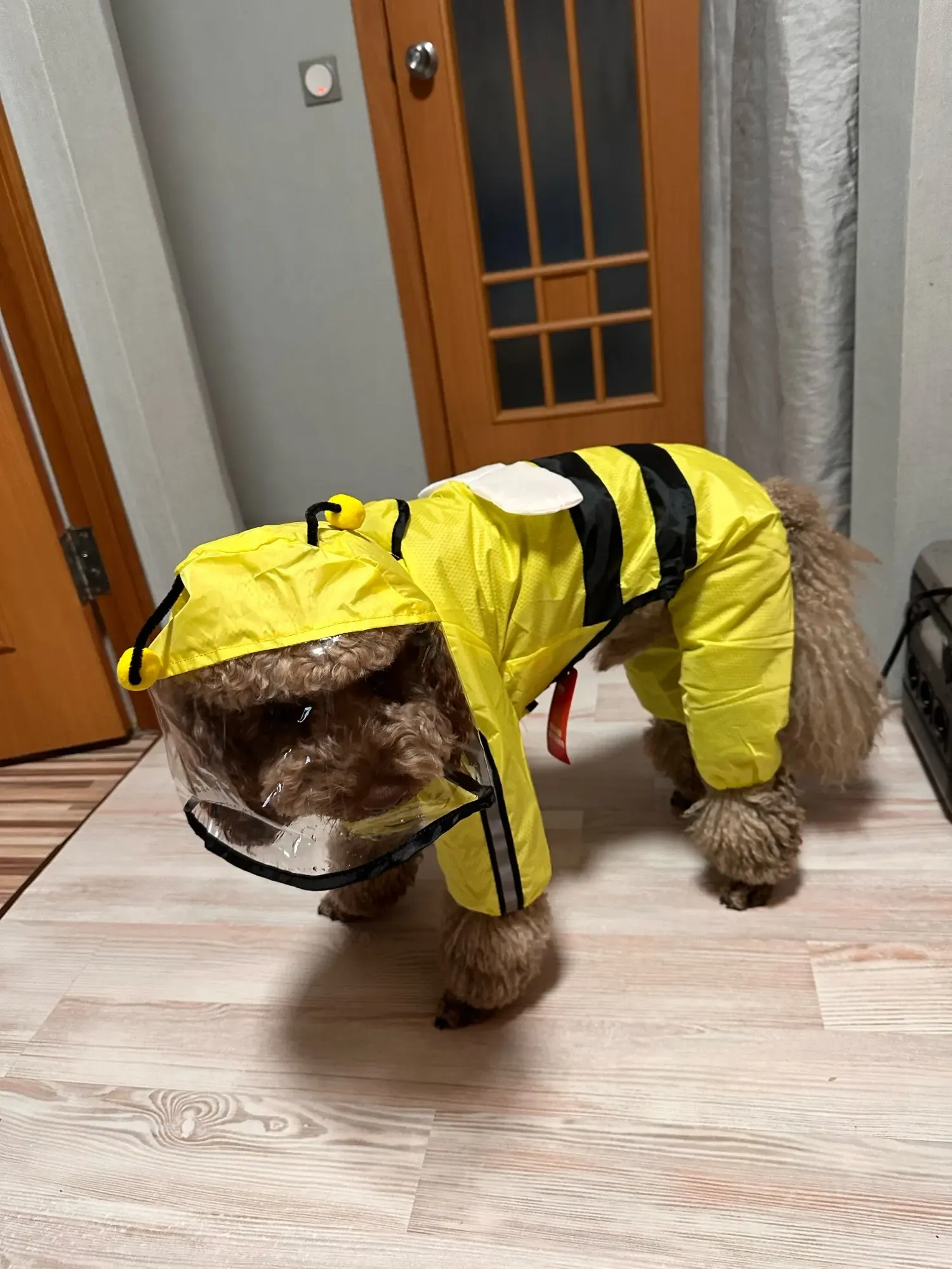 Imperméable Pour Petit Chien À Capuche Carino photo review