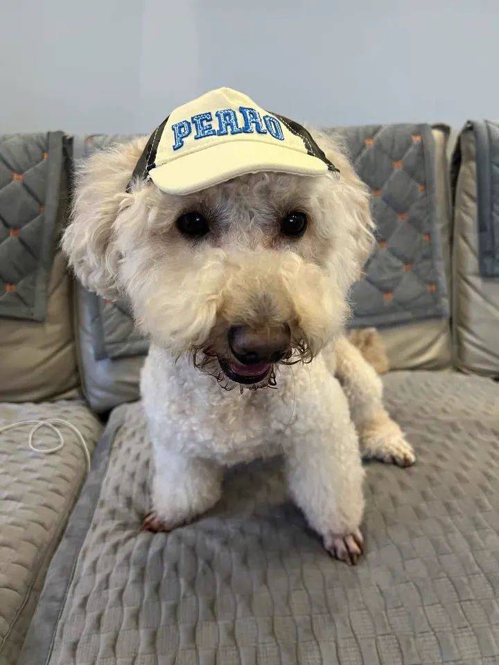 Casquette Pour Chien Sporty-Paws photo review