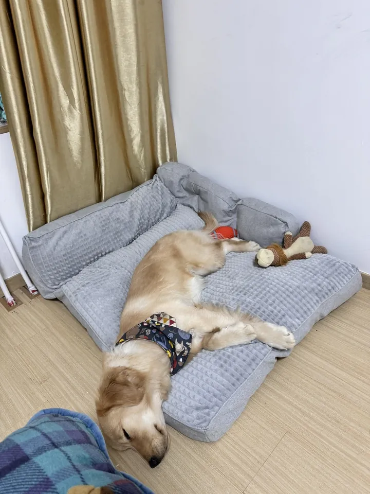 Lit & Coussin Pour Grand Chien 2 en 1 photo review