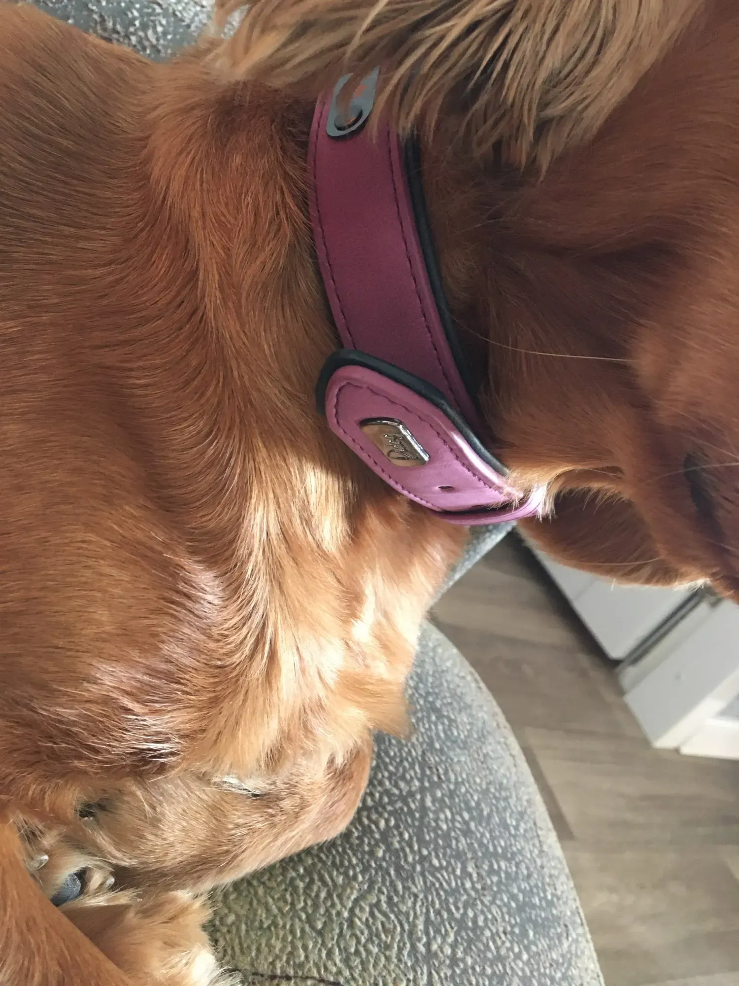 Collier Chien Cuir Personnalisable Beauty photo review