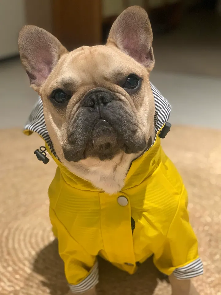Manteau De Pluie Chien Gentle-Pet photo review