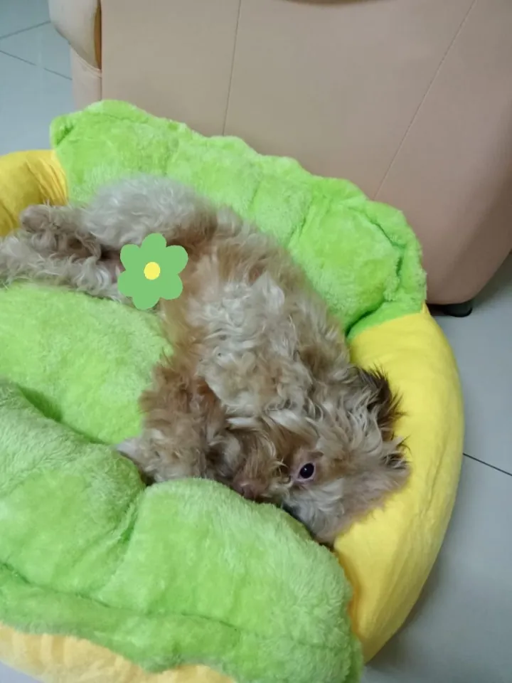 Panier Chien Design Hotdog photo review